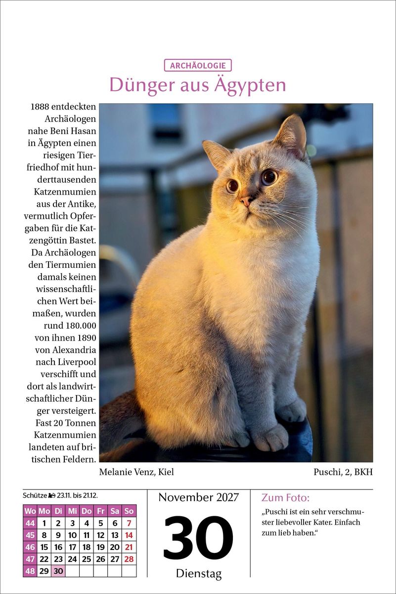 Weitere Ansicht: Katzen Tageskalender 2027