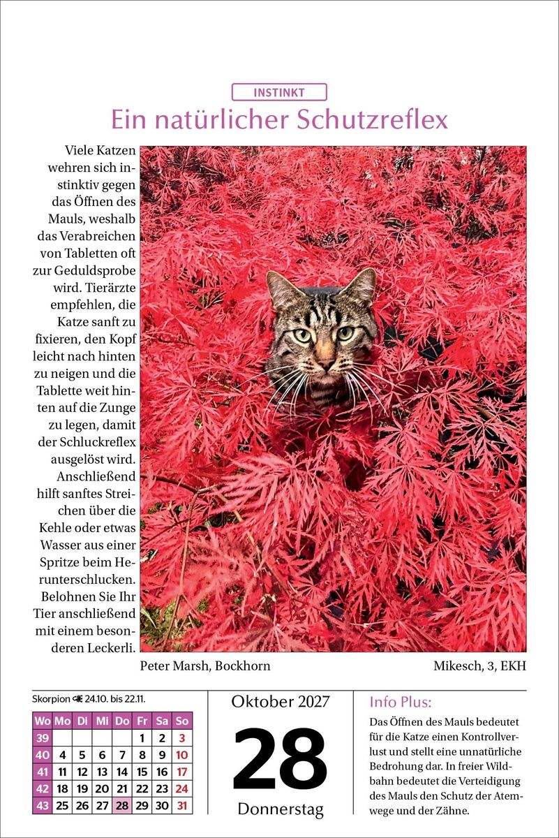 Weitere Ansicht: Katzen Tageskalender 2027