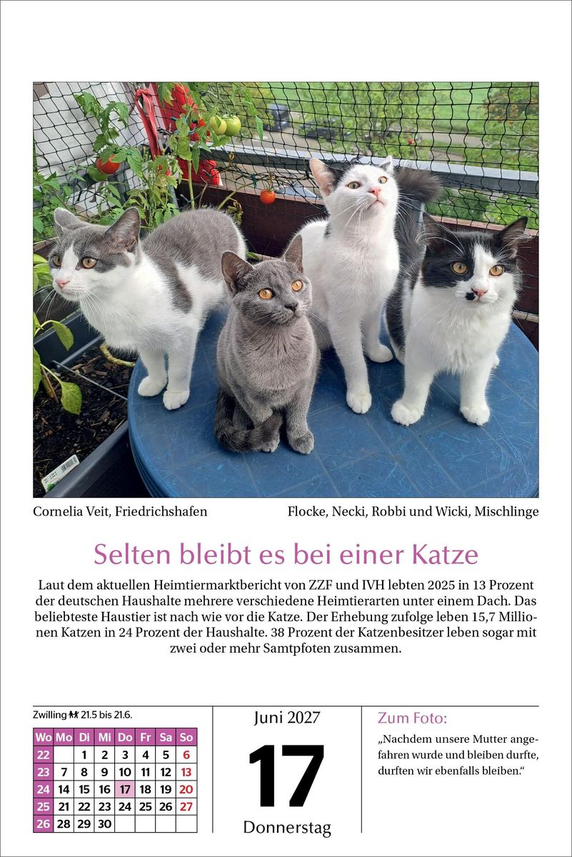 Weitere Ansicht: Katzen Tageskalender 2027