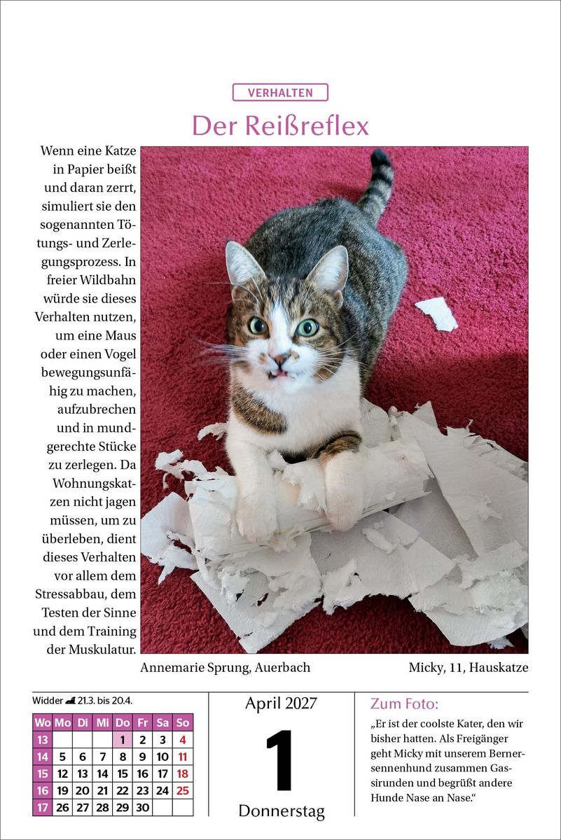 Weitere Ansicht: Katzen Tageskalender 2027