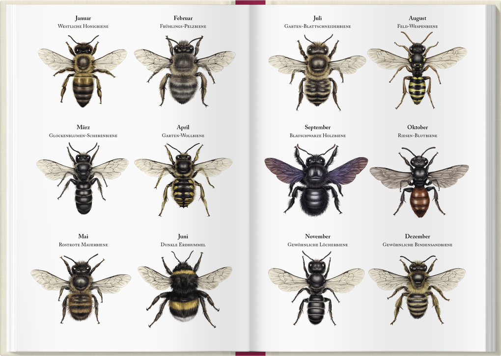 Weitere Ansicht: Bienenkalender 2027 | Lena Zeise