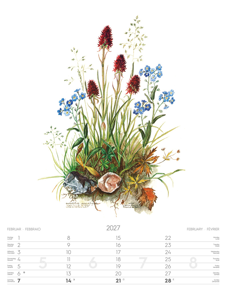 Weitere Ansicht: Alpenblumen-Aquarelle Kalender 2027