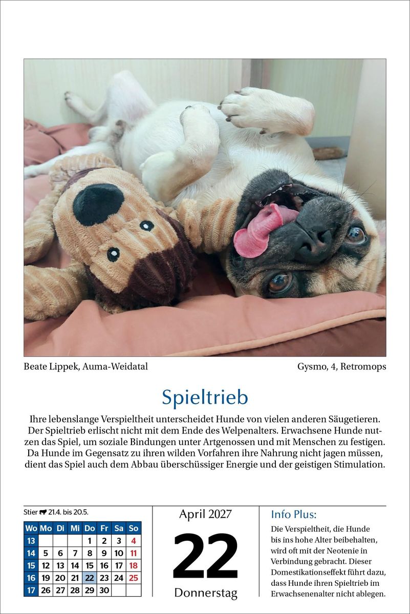 Weitere Ansicht: Hunde Tageskalender 2027