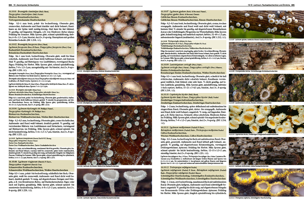 Weitere Ansicht: Pilze Mitteleuropas | Rudolf Winkler, Gaby Keller, Margrith Montalta-Graf