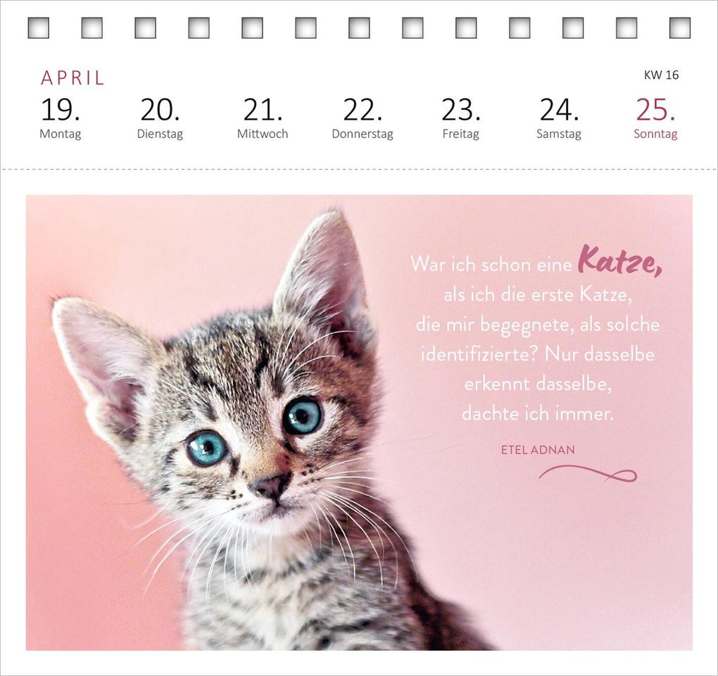 Weitere Ansicht: Postkartenkalender Katzenweisheiten 2027