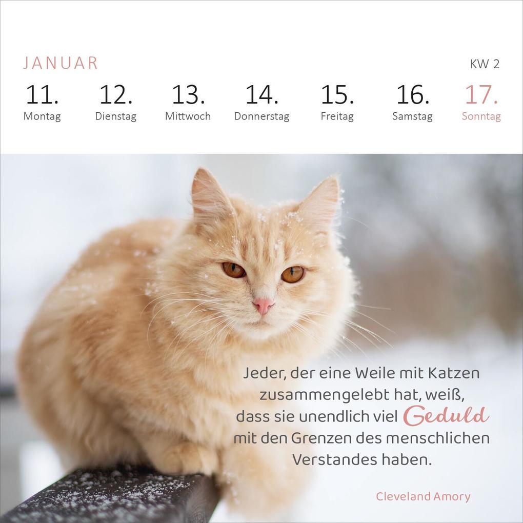 Weitere Ansicht: Mini-Wochenkalender Katzenweisheiten 2027