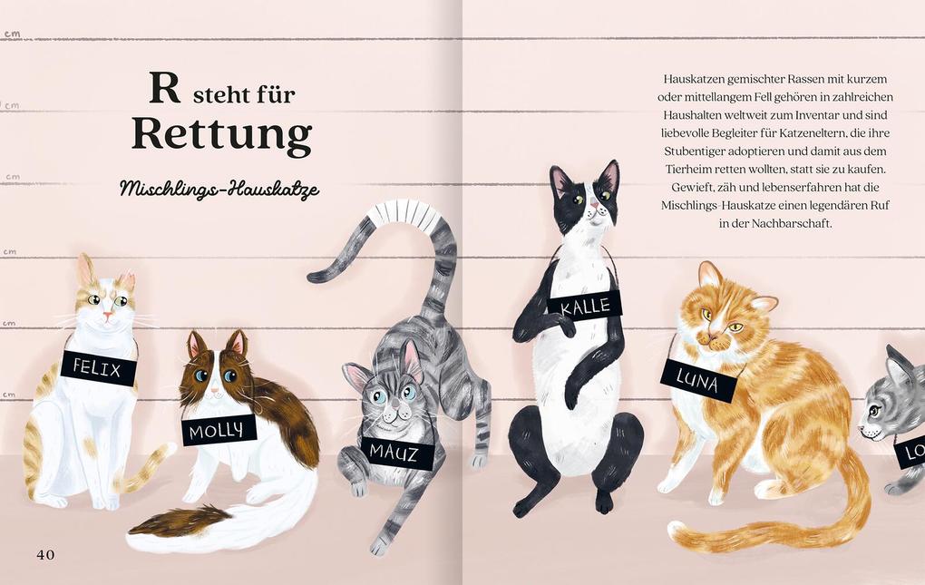 Weitere Ansicht: Katzenalphabet