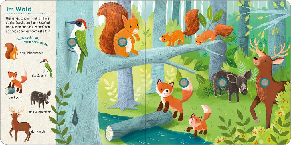 Weitere Ansicht: Such mal, hör mal! Im Wald