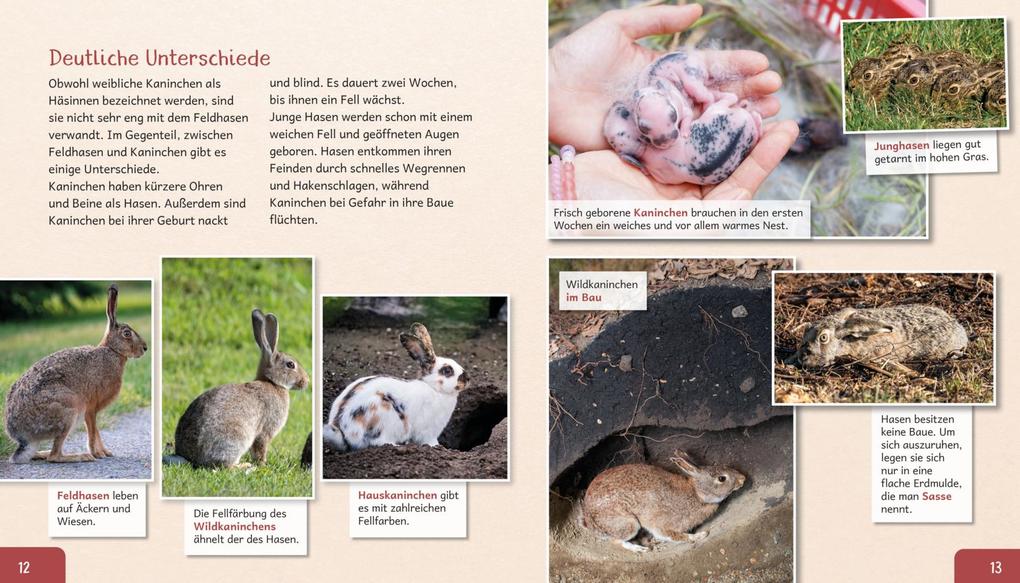 Weitere Ansicht: Meine große Tierbibliothek: Das Kaninchen | Axel Gutjahr