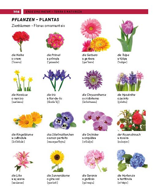 Weitere Ansicht: PONS Bildwörterbuch Portugiesisch