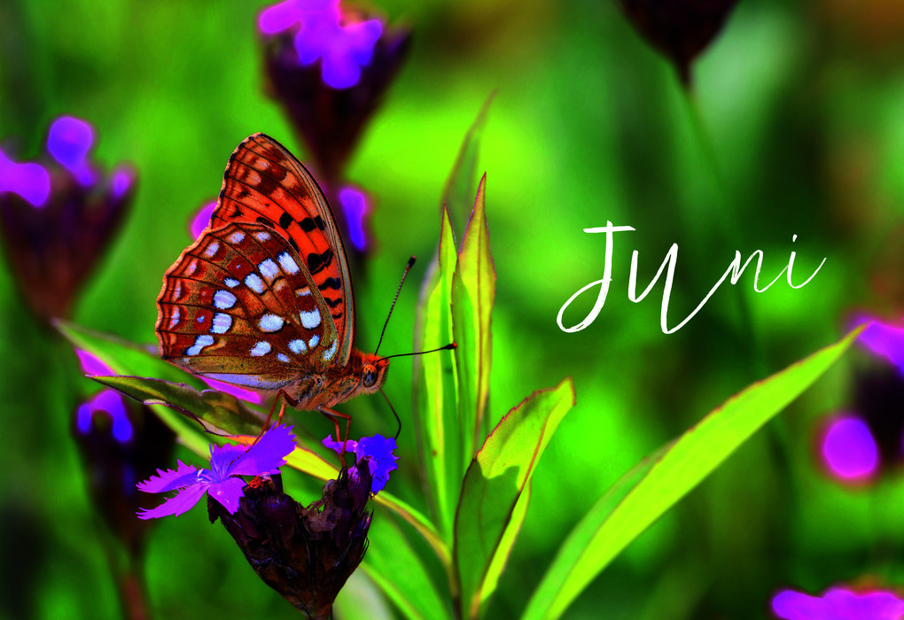 Weitere Ansicht: Ulmers Gartenkalender 2027