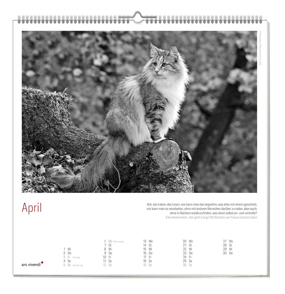 Weitere Ansicht: Der grosse literarische Katzen Kalender 2027 | ars vivendi Verlag