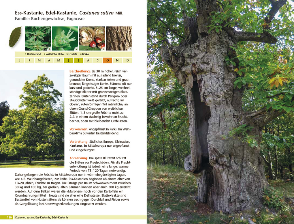 Weitere Ansicht: Bäume bestimmen - Knospen, Blüten, Blätter, Früchte | Rita Lüder