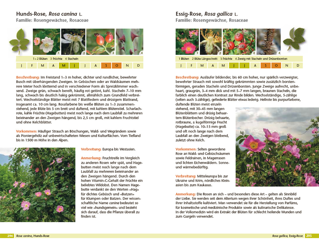 Weitere Ansicht: Bäume bestimmen - Knospen, Blüten, Blätter, Früchte | Rita Lüder