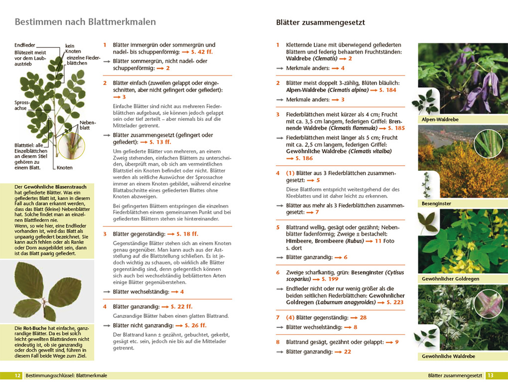 Weitere Ansicht: Bäume bestimmen - Knospen, Blüten, Blätter, Früchte | Rita Lüder