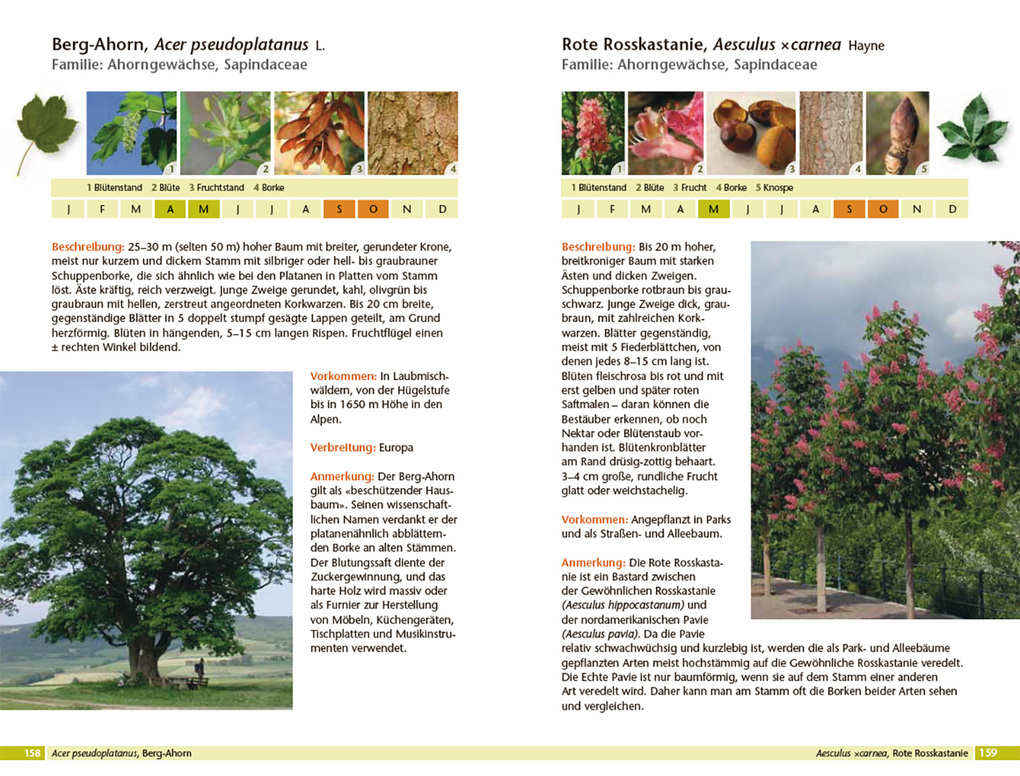 Weitere Ansicht: Bäume bestimmen - Knospen, Blüten, Blätter, Früchte | Rita Lüder