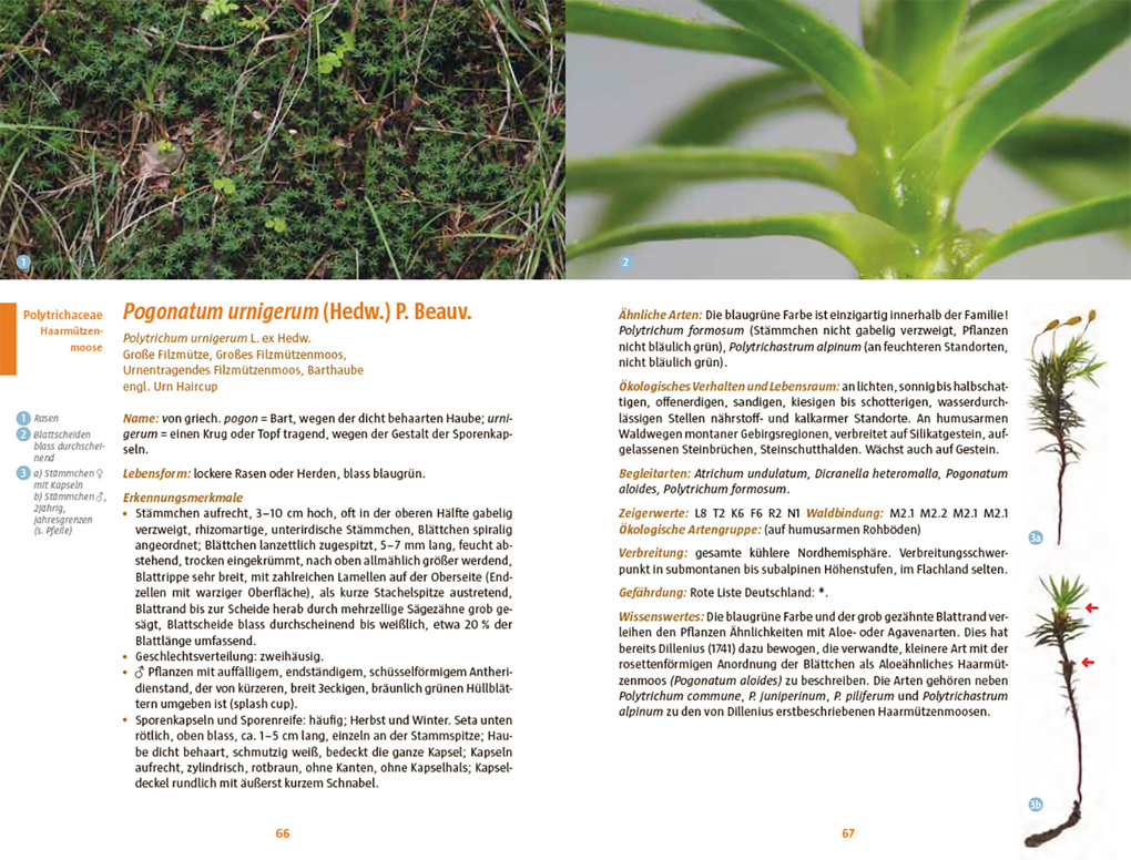 Weitere Ansicht: Moose des Waldbodens | Christine Rapp