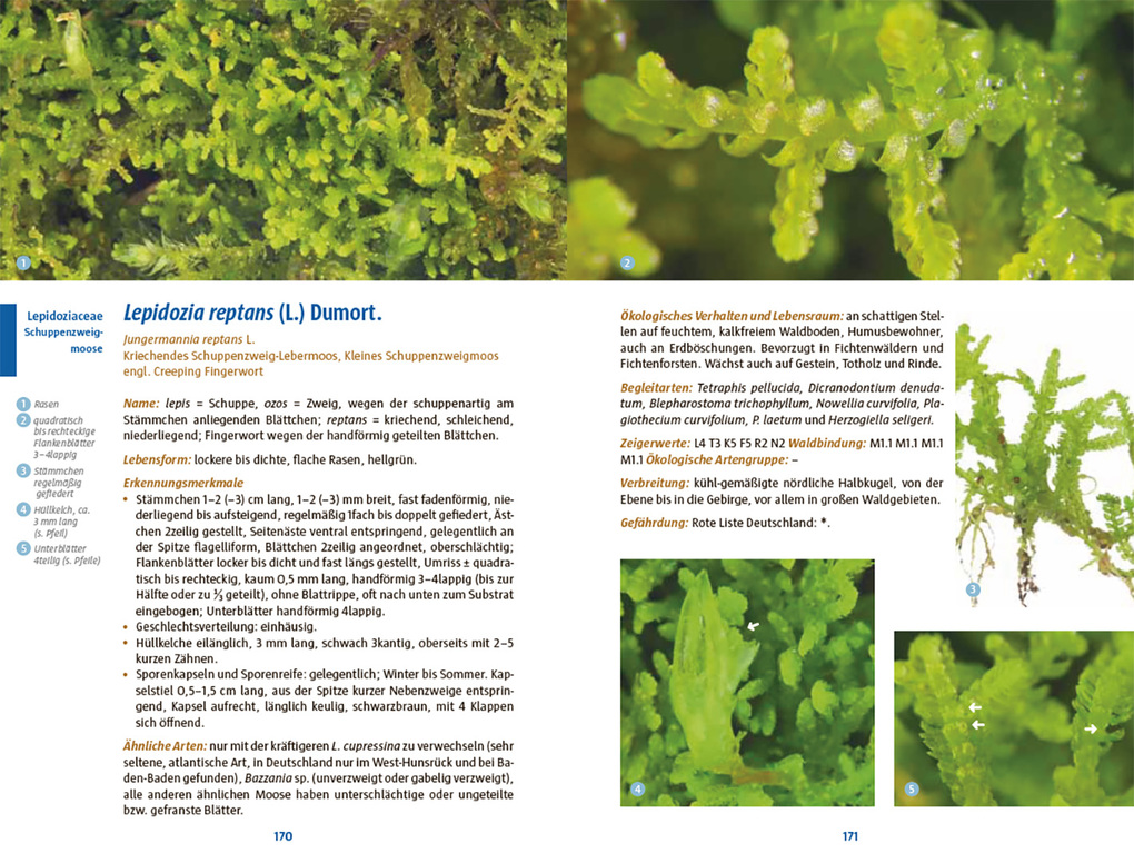 Weitere Ansicht: Moose des Waldbodens | Christine Rapp