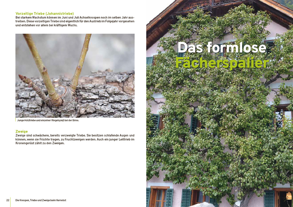 Weitere Ansicht: Spalierobst | Reiner Wahl