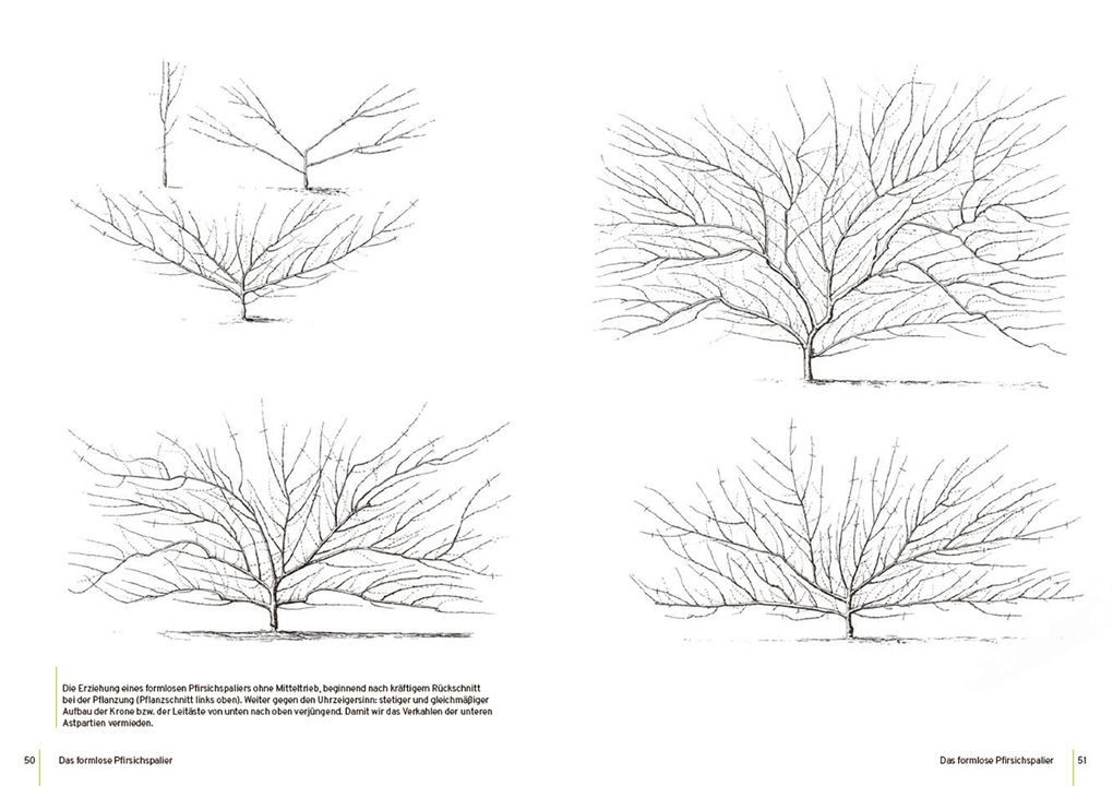 Weitere Ansicht: Spalierobst | Reiner Wahl
