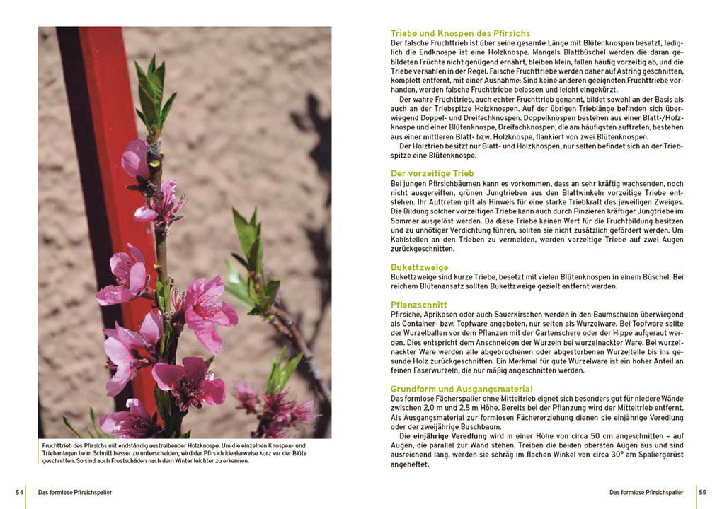 Weitere Ansicht: Spalierobst | Reiner Wahl