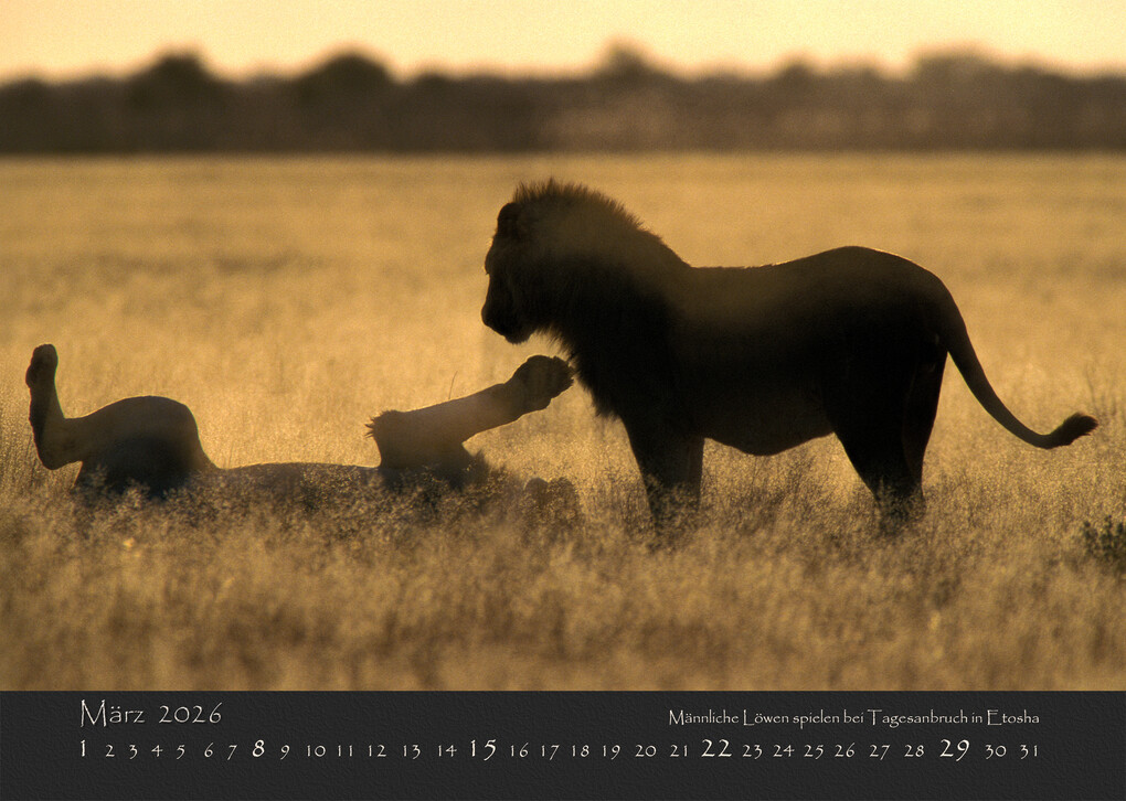 Weitere Ansicht: NAMIBIAS WILDNIS 2026