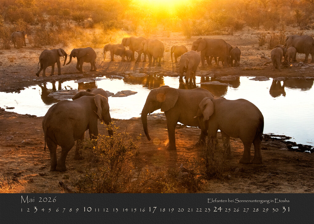 Weitere Ansicht: NAMIBIAS WILDNIS 2026