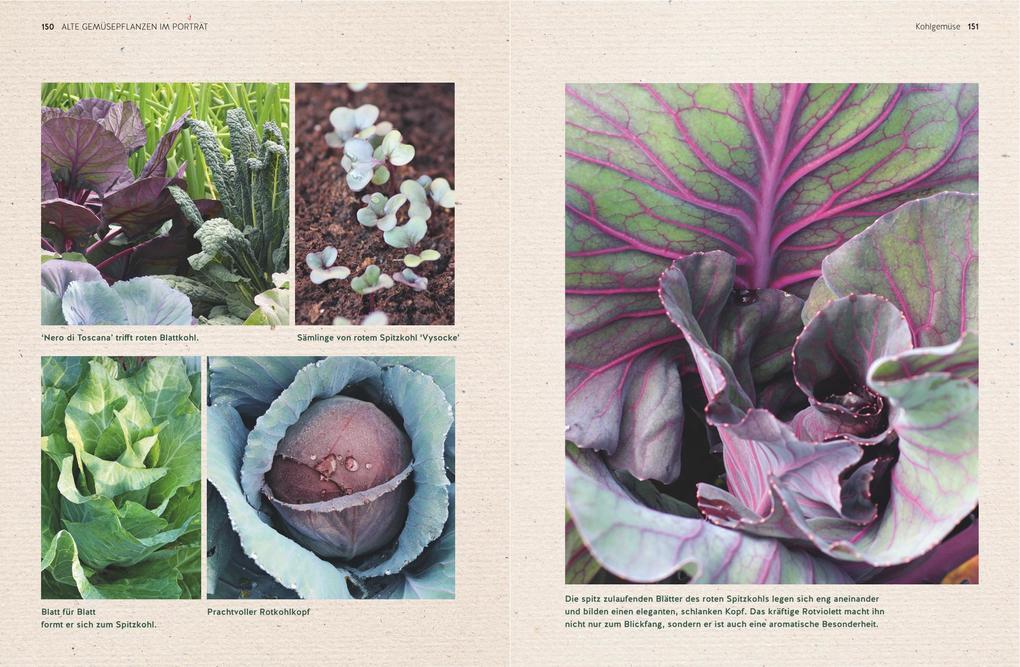 Weitere Ansicht: Alte Gemüsepflanzen wiederentdeckt | Bärbel Steinberger