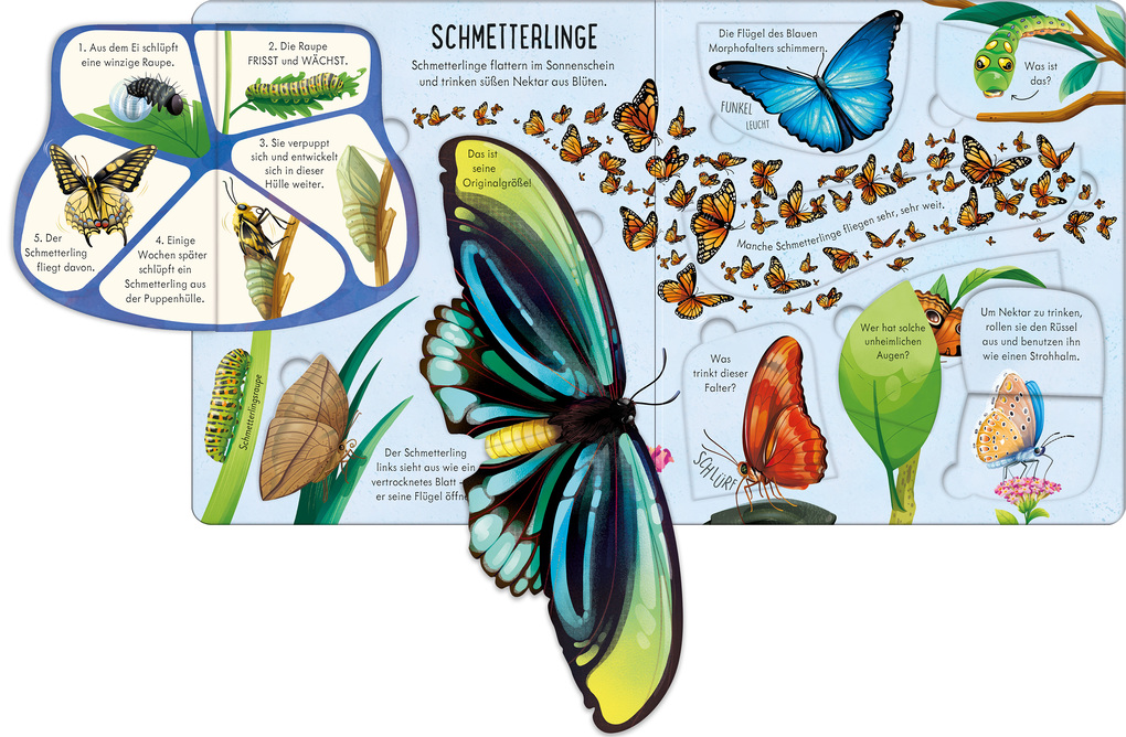 Weitere Ansicht: Aufklappen und Entdecken: Das Leben der Krabbeltiere | Minna Lacey