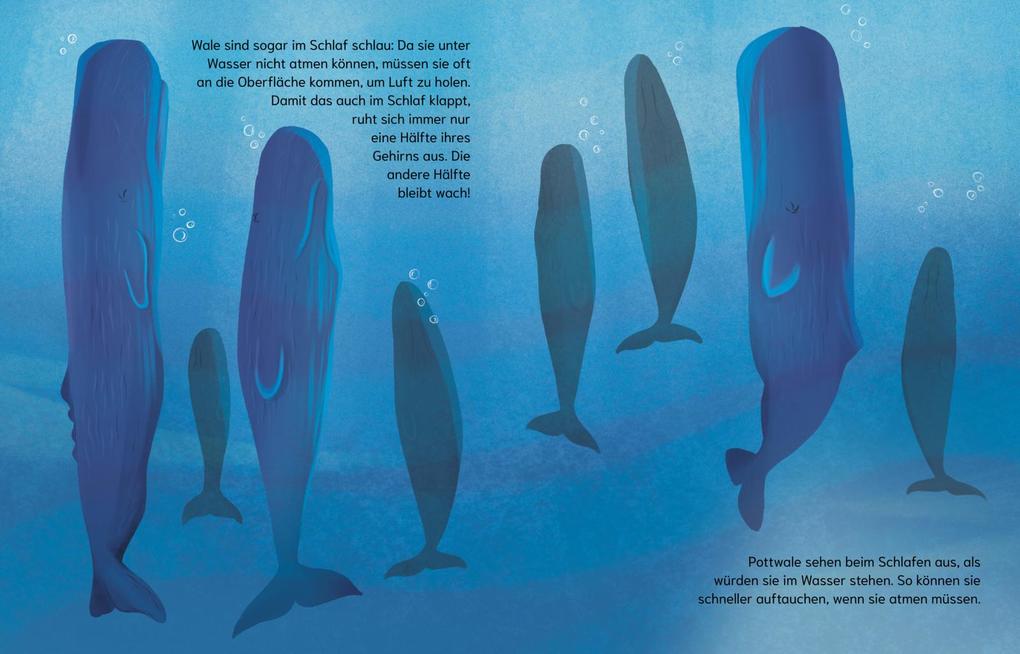 Weitere Ansicht: Sind Wale klüger als Menschen? (Gute Frage!) | Eliza Jeffery