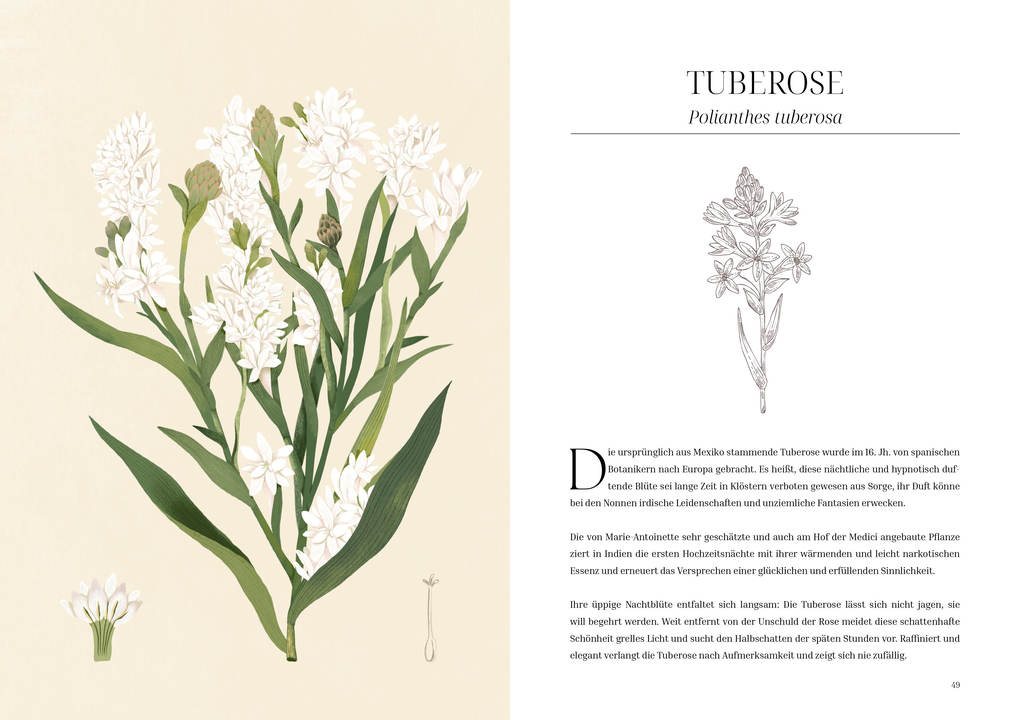 Weitere Ansicht: Im Reich der Düfte | Caterina Roncati