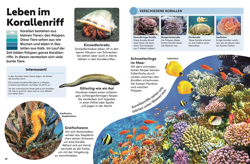 Weitere Ansicht: memo Wissen Kids. Das Meer