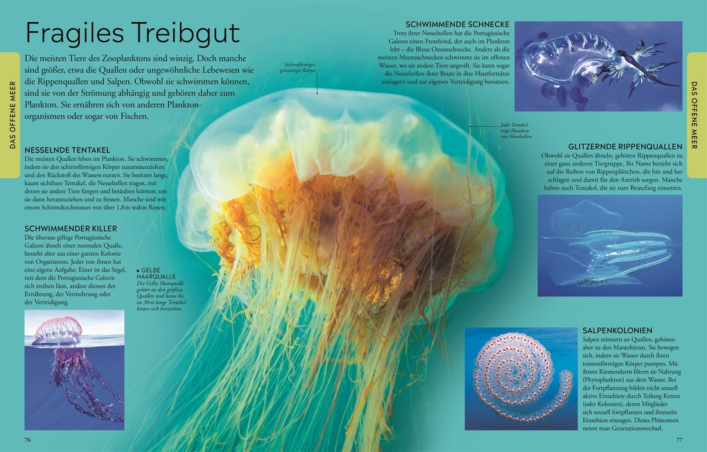 Weitere Ansicht: Wissen für clevere Kids. Ozeane für clevere Kids