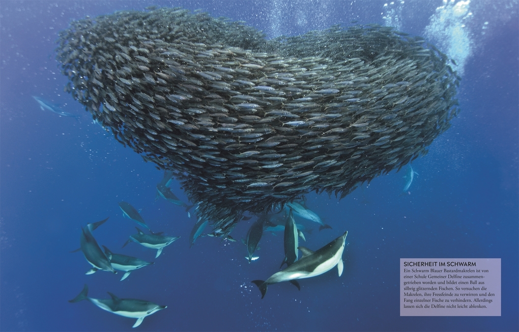 Weitere Ansicht: Wissen für clevere Kids. Ozeane für clevere Kids