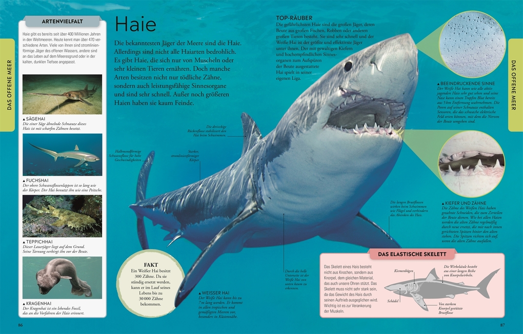 Weitere Ansicht: Wissen für clevere Kids. Ozeane für clevere Kids