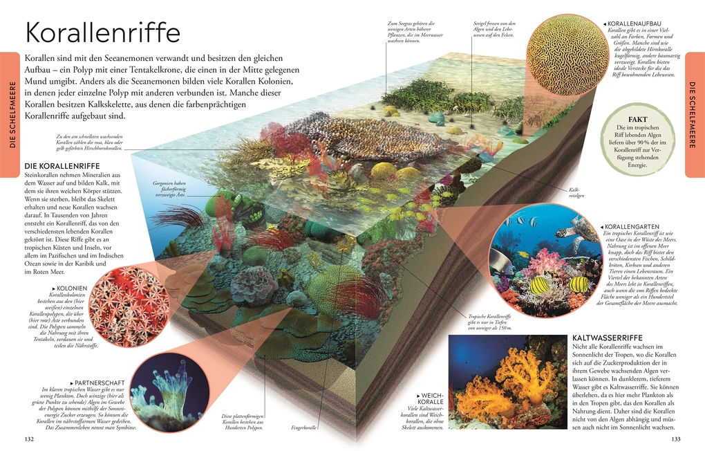 Weitere Ansicht: Wissen für clevere Kids. Ozeane für clevere Kids