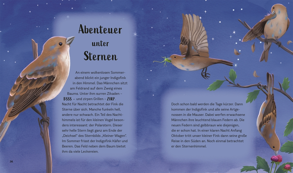 Weitere Ansicht: Tiergeschichten zum Träumen. Zauber der Nacht | Alicia Klepeis