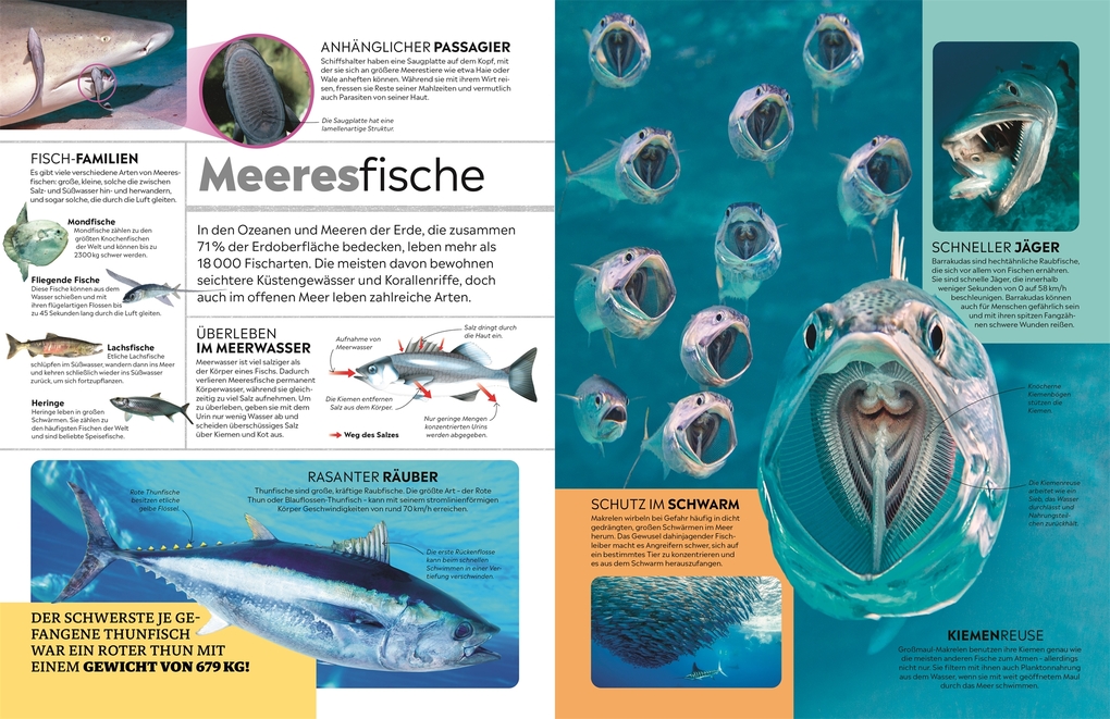 Weitere Ansicht: memo Wissen. Tiere