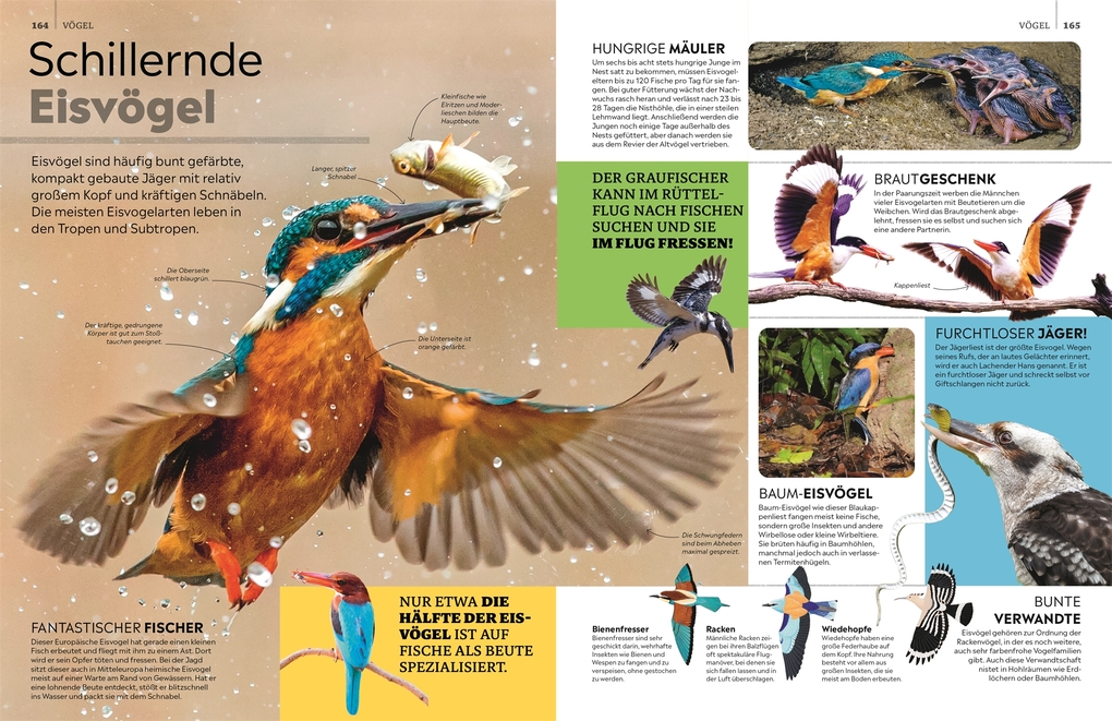 Weitere Ansicht: memo Wissen. Tiere