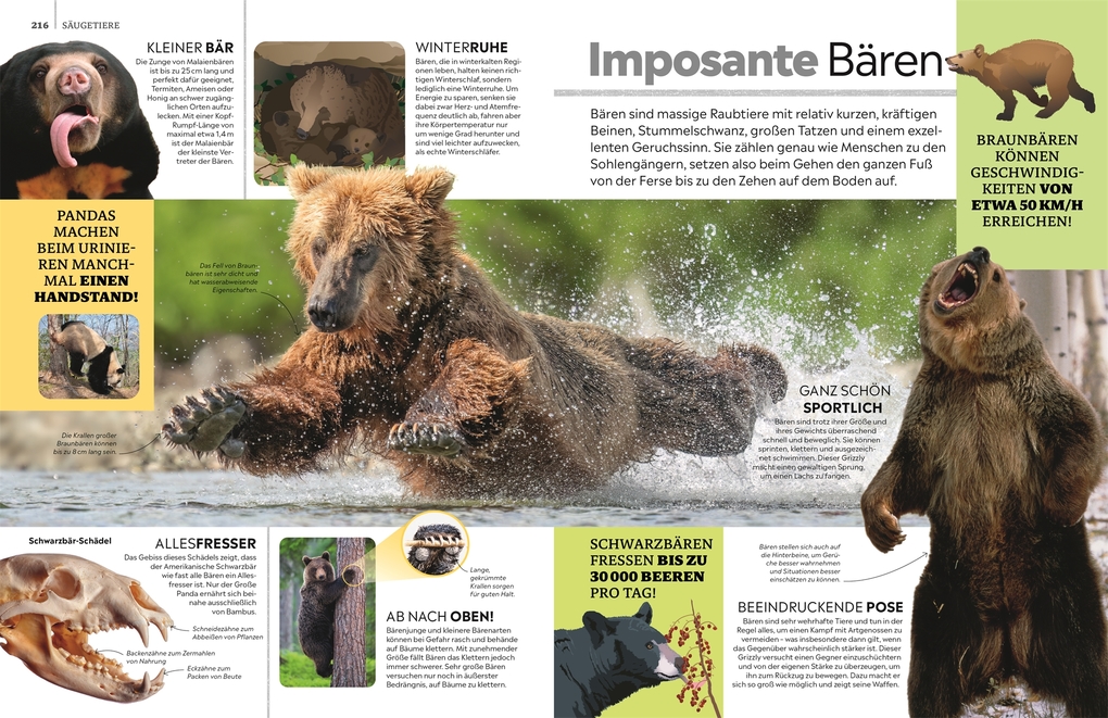 Weitere Ansicht: memo Wissen. Tiere