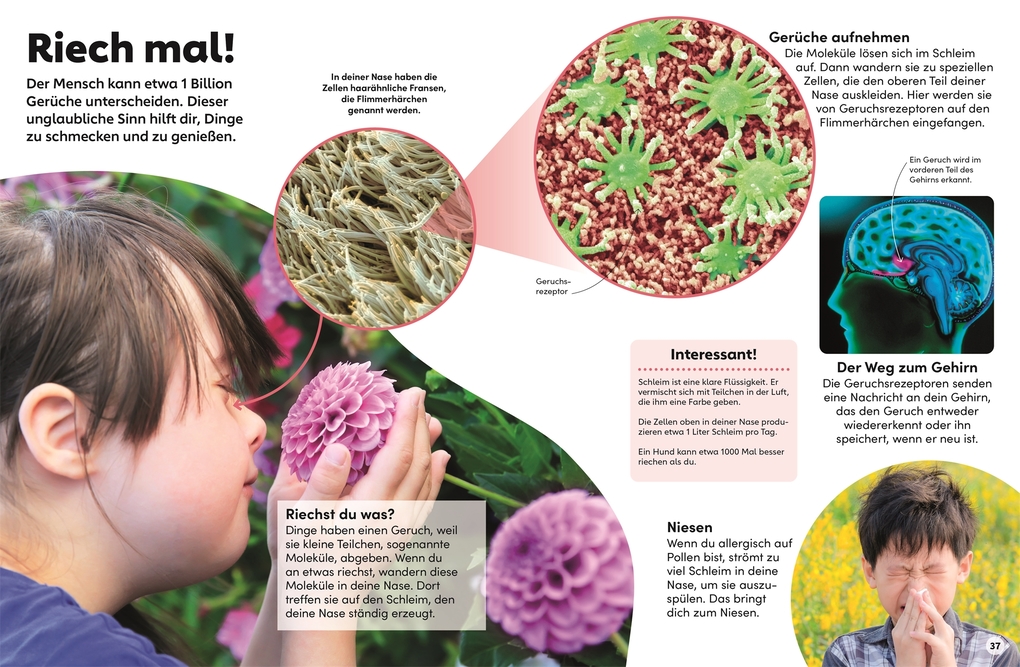 Weitere Ansicht: memo Wissen Kids. Der Körper