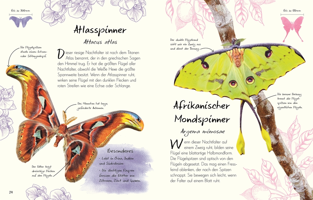 Weitere Ansicht: Wundervolle Welt - Kleine Schätze. Schmetterlinge | Richard Jones