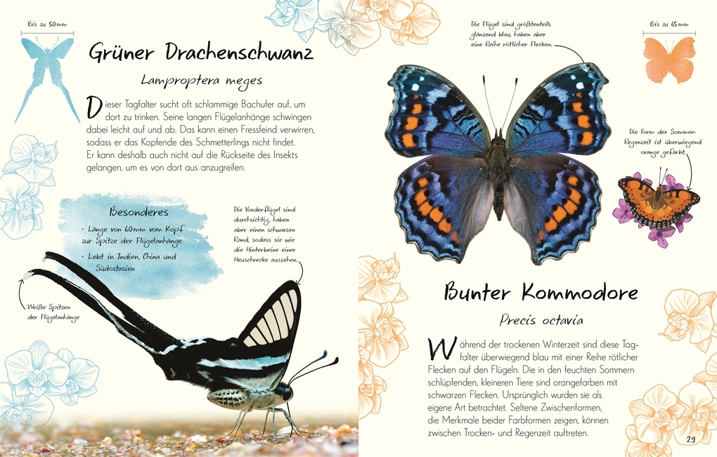 Weitere Ansicht: Wundervolle Welt - Kleine Schätze. Schmetterlinge | Richard Jones