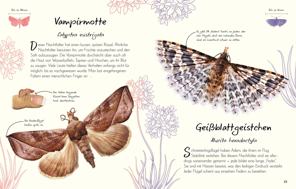 Weitere Ansicht: Wundervolle Welt - Kleine Schätze. Schmetterlinge | Richard Jones