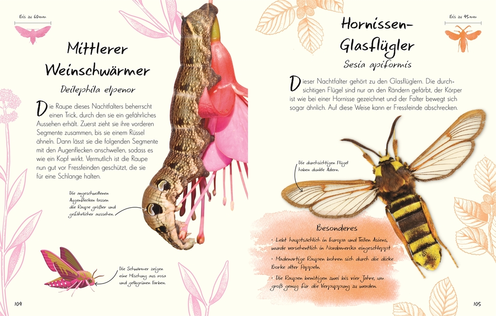 Weitere Ansicht: Wundervolle Welt - Kleine Schätze. Schmetterlinge | Richard Jones