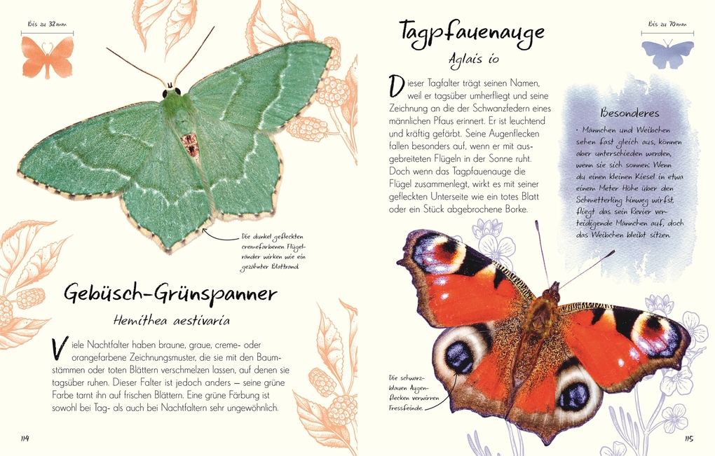 Weitere Ansicht: Wundervolle Welt - Kleine Schätze. Schmetterlinge | Richard Jones