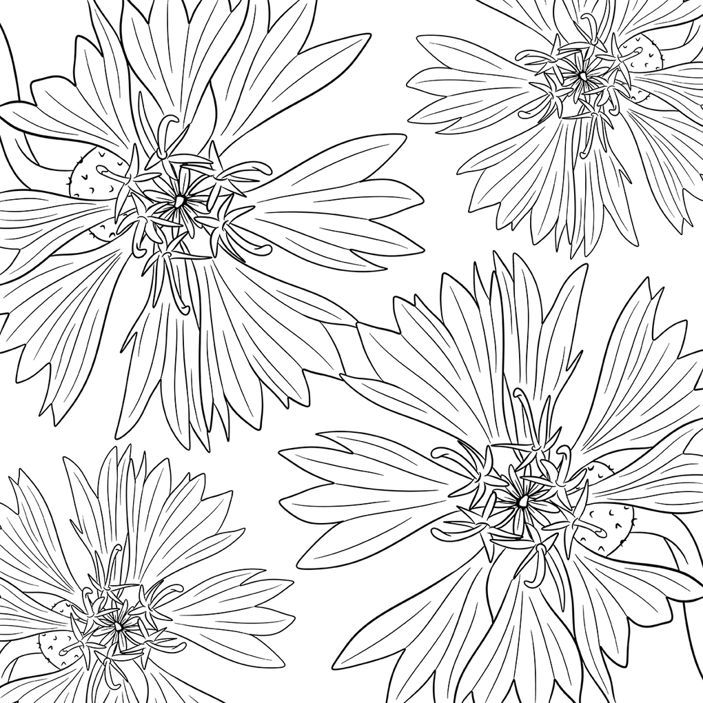 Weitere Ansicht: Colorful World - Blütentanz | Sarah Grimberger Plantsbysaevannah, Marina Zihm, Lissy Heckel, Mila Dierksen