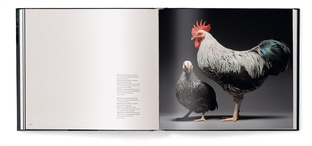 Weitere Ansicht: Gefiederte Eleganz | Moreno Monti, Matteo Tranchellini