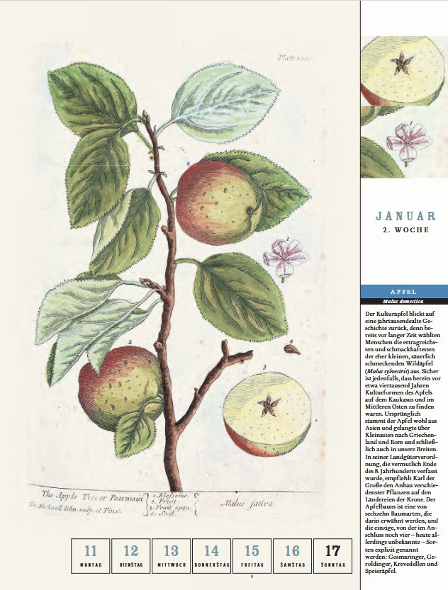 Weitere Ansicht: Thorbeckes heimisches Obst Kalender 2027