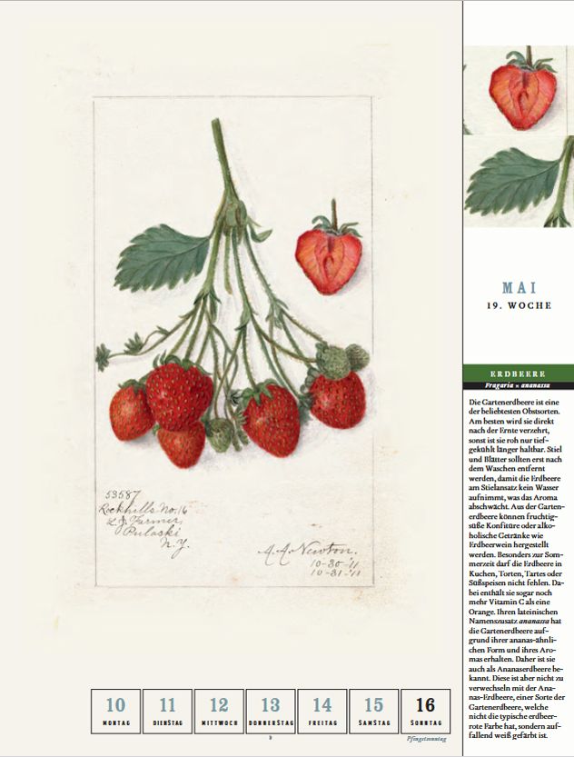 Weitere Ansicht: Thorbeckes heimisches Obst Kalender 2027